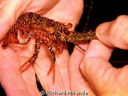 Tiny Lobster by Richard Mirande 
